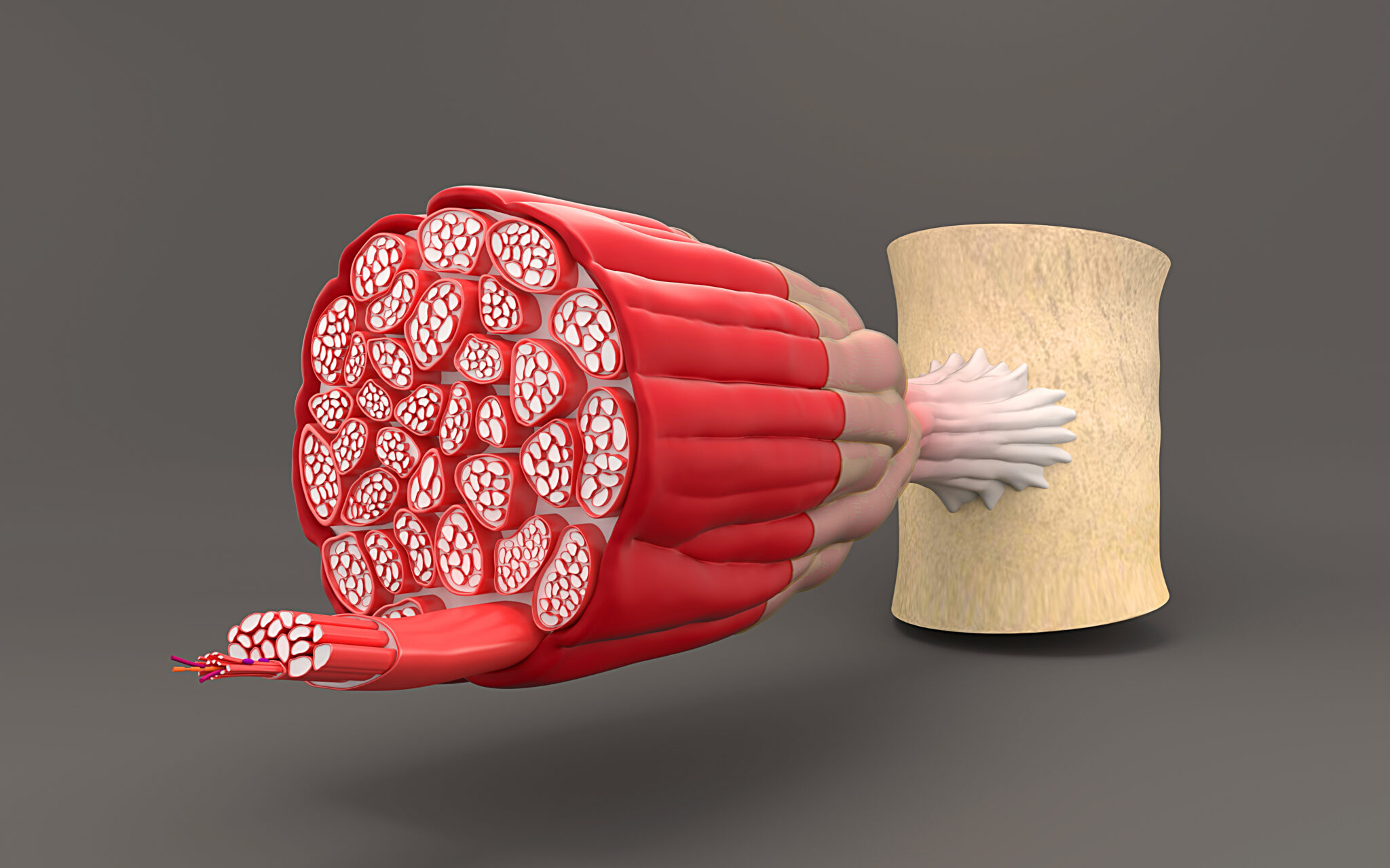 On gray background shows the structure of the muscle cross-sectional ...